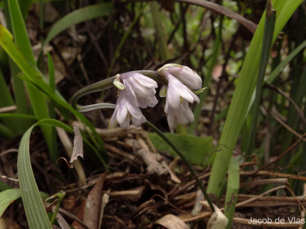 Ophiopogon